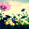 Flowers avatars