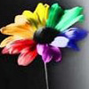 Flowers avatars