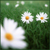 Flowers avatars