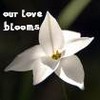 Flowers avatars