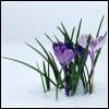 Flowers avatars