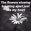 Flowers avatars