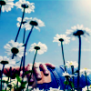 Flowers avatars
