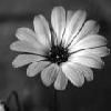 Flowers avatars