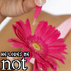 Flowers avatars