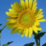 Flowers avatars