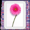 Flowers avatars