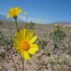 Flowers avatars
