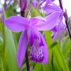 Flowers avatars