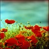 Flowers avatars