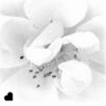 Flowers avatars