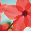 Flowers avatars