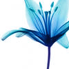 Flowers avatars