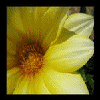 Flowers avatars