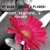 Flowers avatars