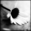 Flowers avatars