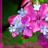 Flowers avatars