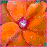 Flowers avatars