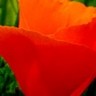 Flowers avatars