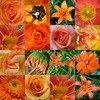 Flowers avatars