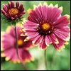 Flowers avatars