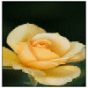 Flowers avatars