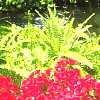 Flowers avatars