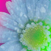 Flowers avatars