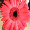 Flowers avatars