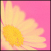 Flowers avatars