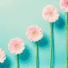 Flowers avatars