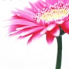 Flowers avatars