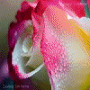 Flowers avatars