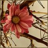 Flowers avatars