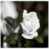 Flowers avatars