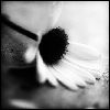 Flowers avatars