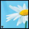 Flowers avatars