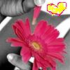 Flowers avatars