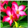 Flowers avatars