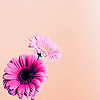 Flowers avatars