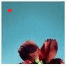 Flowers avatars