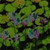 Flowers avatars