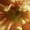 Flowers avatars