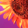 Flowers avatars
