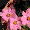 Flowers avatars
