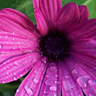 Flowers avatars
