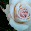 Flowers avatars