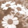 Flowers avatars
