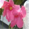 Flowers avatars