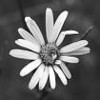 Flowers avatars